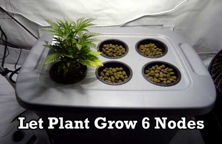 Manifolding Cannabis Plants - Training Technique: Tutorial 27 www.paramountseedfarms.com
