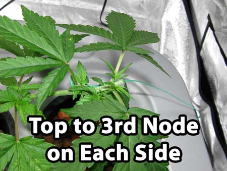 Manifolding Cannabis Plants - Training Technique: Tutorial 32 www.paramountseedfarms.com
