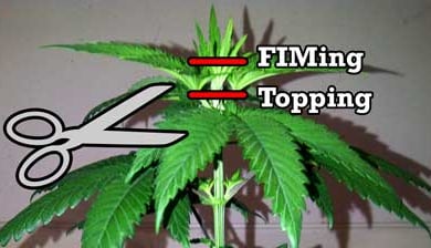 Topping vs FIMing Cannabis Plants: Full Tutorial 9