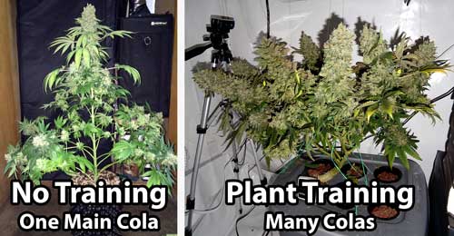 Cannabis Plant Training Techniques: Complete Guide 1