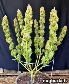 Manifolding Cannabis Plants - Training Technique: Tutorial 7 manifolding cannabis