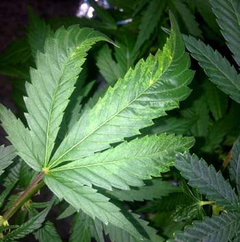 Tobacco Mosaic Virus (TMV) 5 Example of a twisted, curved marijuana leaf with yellow stripes
