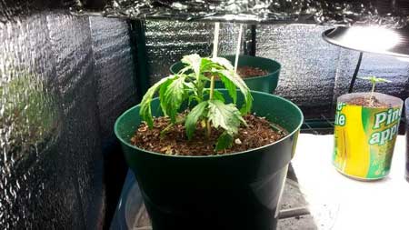 Under-watering 1 Example of an under-watered marijuana seedling