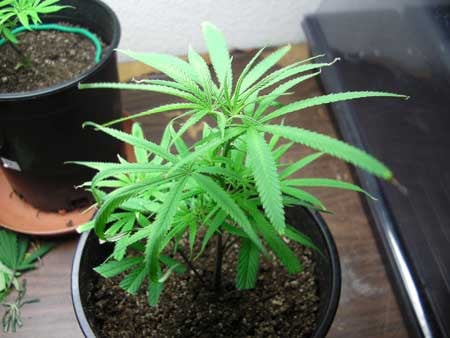 This cannabis plant has clawing leaves and burnt tips/edges from chronic underwatering