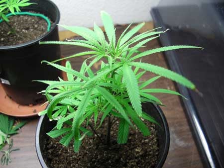Under-watering 4 This cannabis plant has clawing leaves and burnt tips/edges from chronic underwatering
