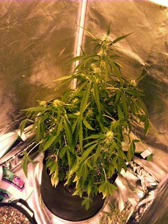 Example of an under-watered cannabis plant in the flowering stage - droopy and wilty