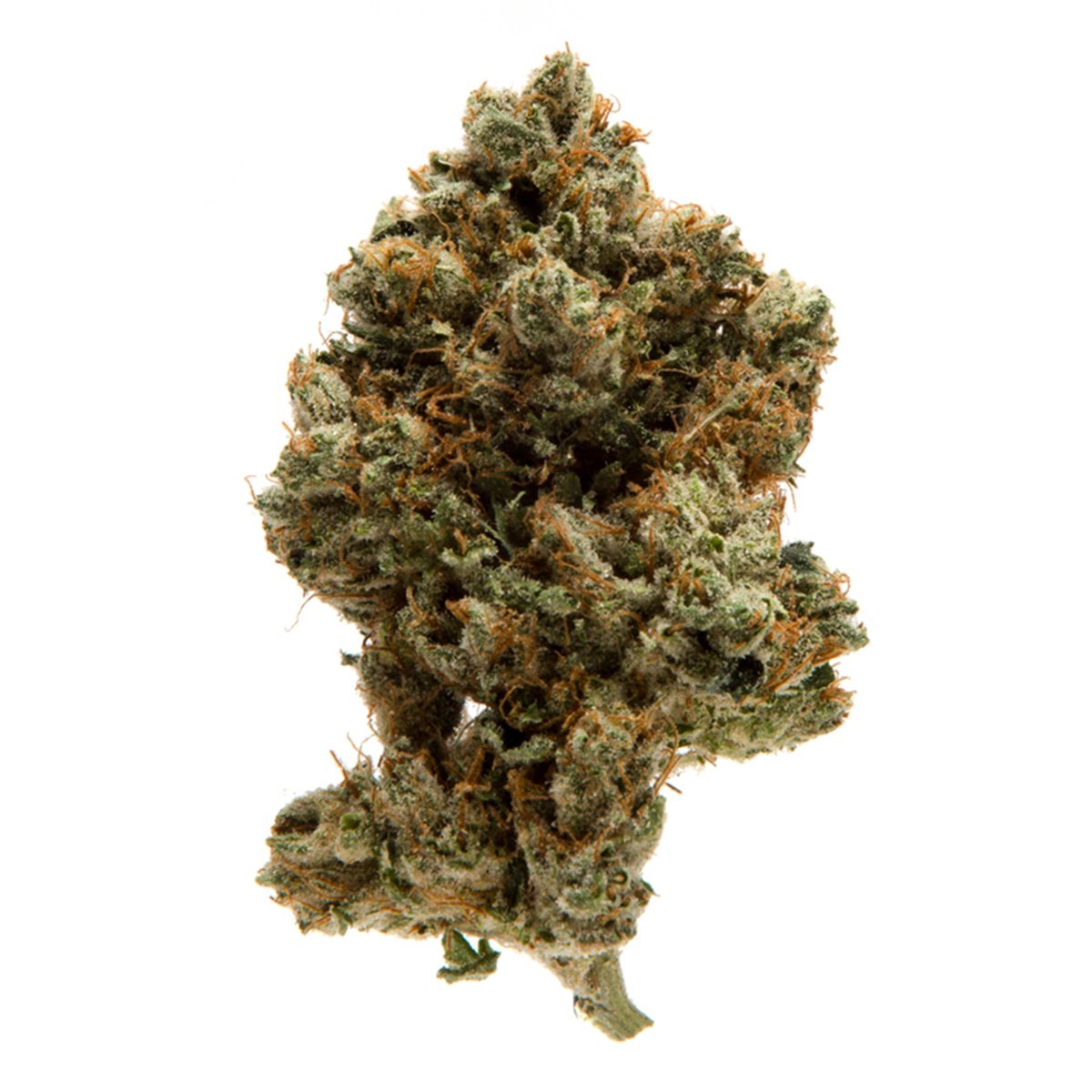 115 Best Weed Strains of All Time 23 weed strain image