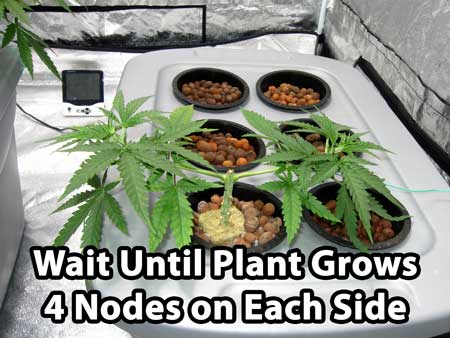 Manifolding Cannabis Plants - Training Technique: Tutorial 31 www.paramountseedfarms.com