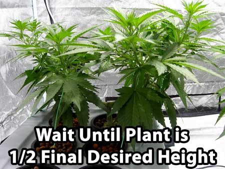 Manifolding Cannabis Plants - Training Technique: Tutorial 40 www.paramountseedfarms.com