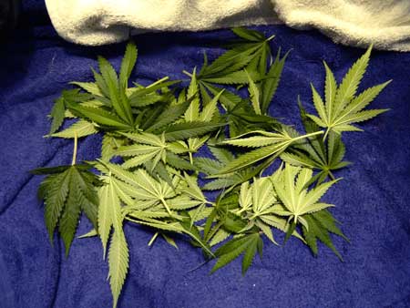 Cannabis Plant Training Techniques: Complete Guide 17 www.paramountseedfarms.com