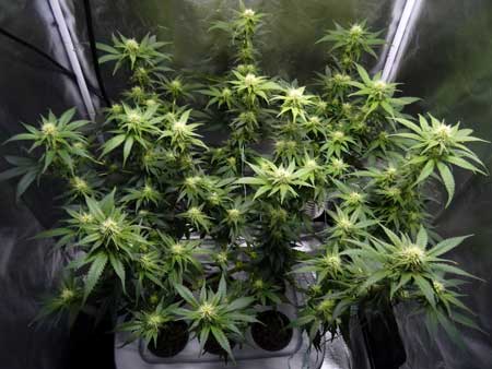 Manifolding Cannabis Plants - Training Technique: Tutorial 48 www.paramountseedfarms.com