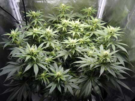 Manifolding Cannabis Plants - Training Technique: Tutorial 47 www.paramountseedfarms.com
