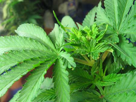 Topping vs FIMing Cannabis Plants: Full Tutorial 29 www.paramountseedfarms.com