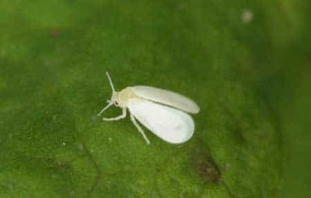 Cannabis leaf with a whitefly on it