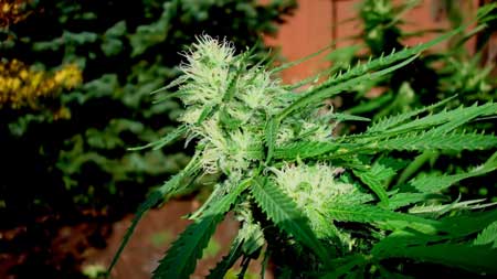Male vs Female Cannabis Plants: 5 minute Definitive Visual Guide 12 The cola of a female cannabis plant - this fattens and forms into buds