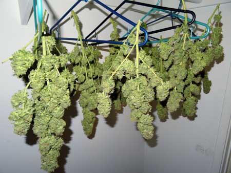 Cannabis Defoliation Tutorial: How to Increase Yields Removing Leaves 11 www.paramountseedfarms.com