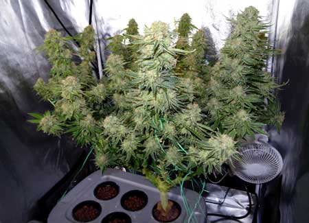 Manifolding Cannabis Plants - Training Technique: Tutorial 51 www.paramountseedfarms.com