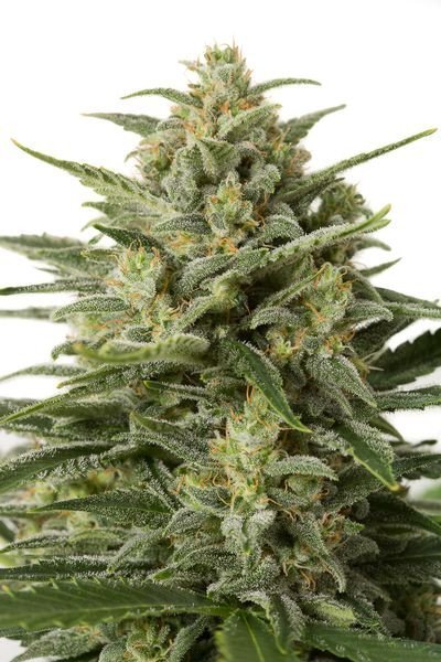 White Widow XXL Best Autoflower Seeds