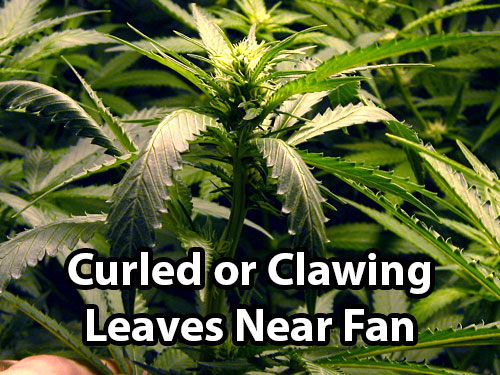 Cannabis Plant Wind Burn 21