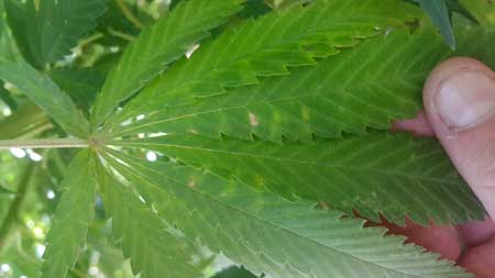 Cannabis Plant Wind Burn 2 These spots on this marijuana plant are actually caused by wind burn