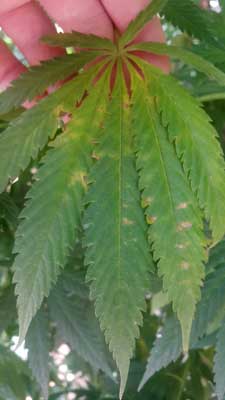 Cannabis Plant Wind Burn 3 wind burn!