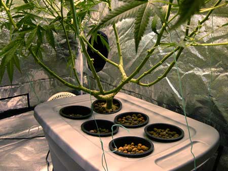 Manifolding Cannabis Plants - Training Technique: Tutorial 13 www.paramountseedfarms.com