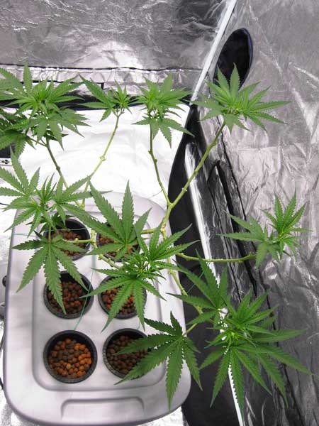 Cannabis Defoliation Tutorial: How to Increase Yields Removing Leaves 15 www.paramountseedfarms.com