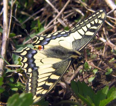 Avoid butterflies and moths! They can lay caterpillar eggs!