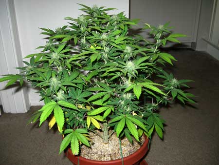 Male vs Female Cannabis Plants: 5 minute Definitive Visual Guide 10 A young female cannabis plant - hanging out in a hallway