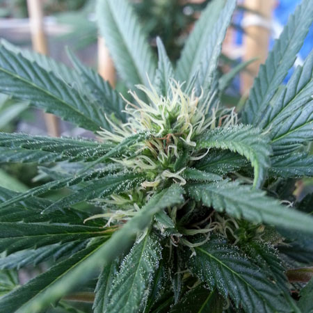 Male vs Female Cannabis Plants: 5 minute Definitive Visual Guide 9 A young female cannabis plant - the places where you see these white hairs turn into buds