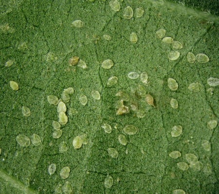 Young whitefly nymphs on the back of a cannabis leaf
