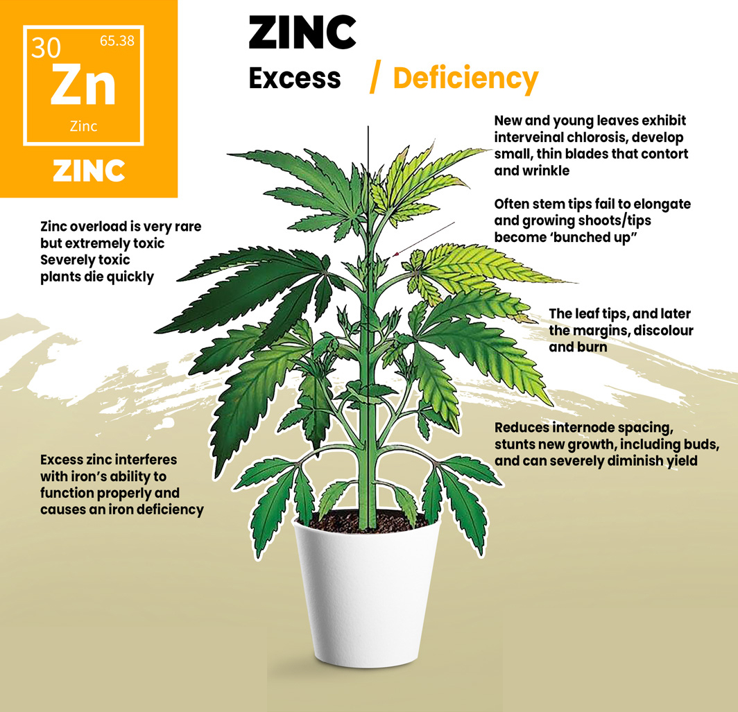 Cannabis Zinc Deficiency Visual Guide Cannabis Zinc Deficiency Visual Guide