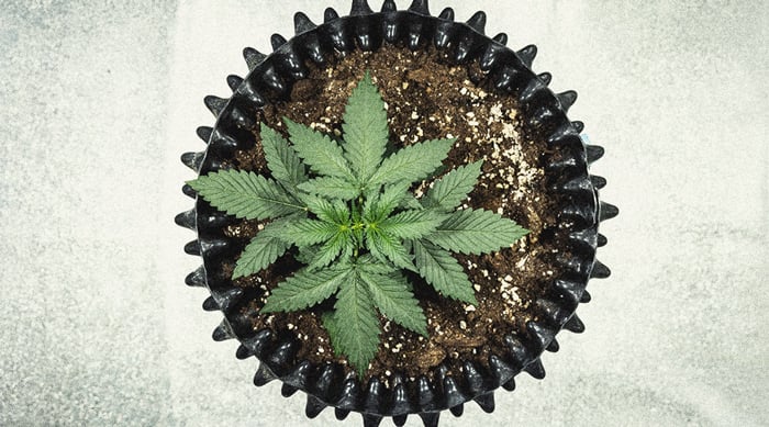 Autoflower Week By Week Pictures: Life Cycle Guide 11 Autoflower Life Cycle Week By Week Pictures Guide - Week 2