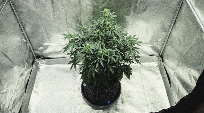 Autoflower Life Cycle Week By Week Pictures Guide - Week 4