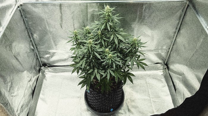 Autoflower Life Cycle Week By Week Pictures Guide - Week 5