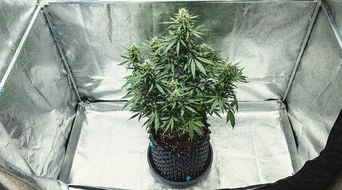 Autoflower Week By Week Pictures: Life Cycle Guide 15 Autoflower Life Cycle Week By Week Pictures Guide - Week 6