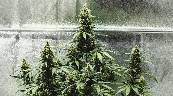 Autoflower Week By Week Pictures: Life Cycle Guide 16 Autoflower Life Cycle Week By Week Pictures Guide - Week 7