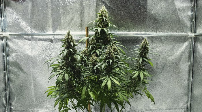 Autoflower Week By Week Pictures: Life Cycle Guide 17 Autoflower Life Cycle Week By Week Pictures Guide - Week 8