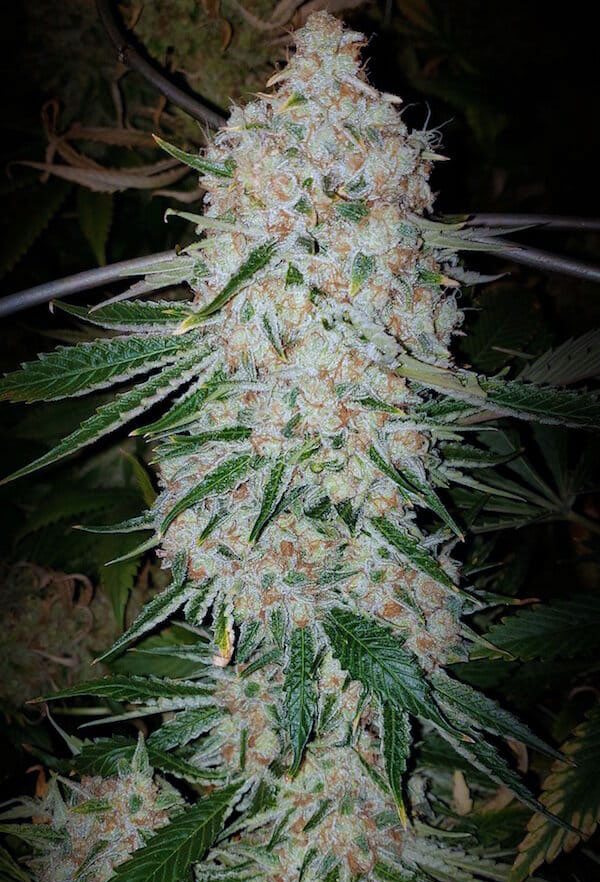 PlutoCutAutoflowerRF3-best-autoflowering-strain-2024