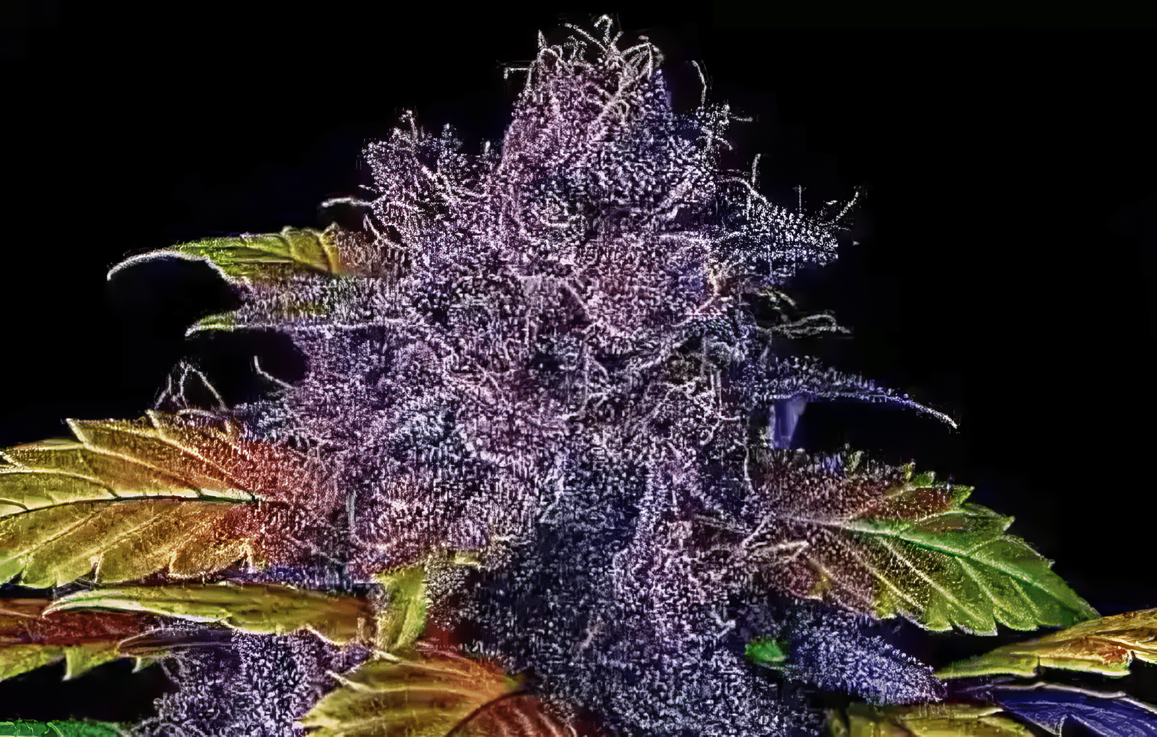 Purple-Lemonade-Auto-fast-buds-best-pretty-2024-autoflowering-strain