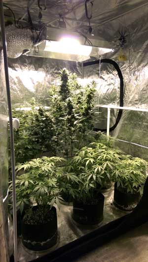 auto-white-widow-xxl-grow-setup-tent-sm