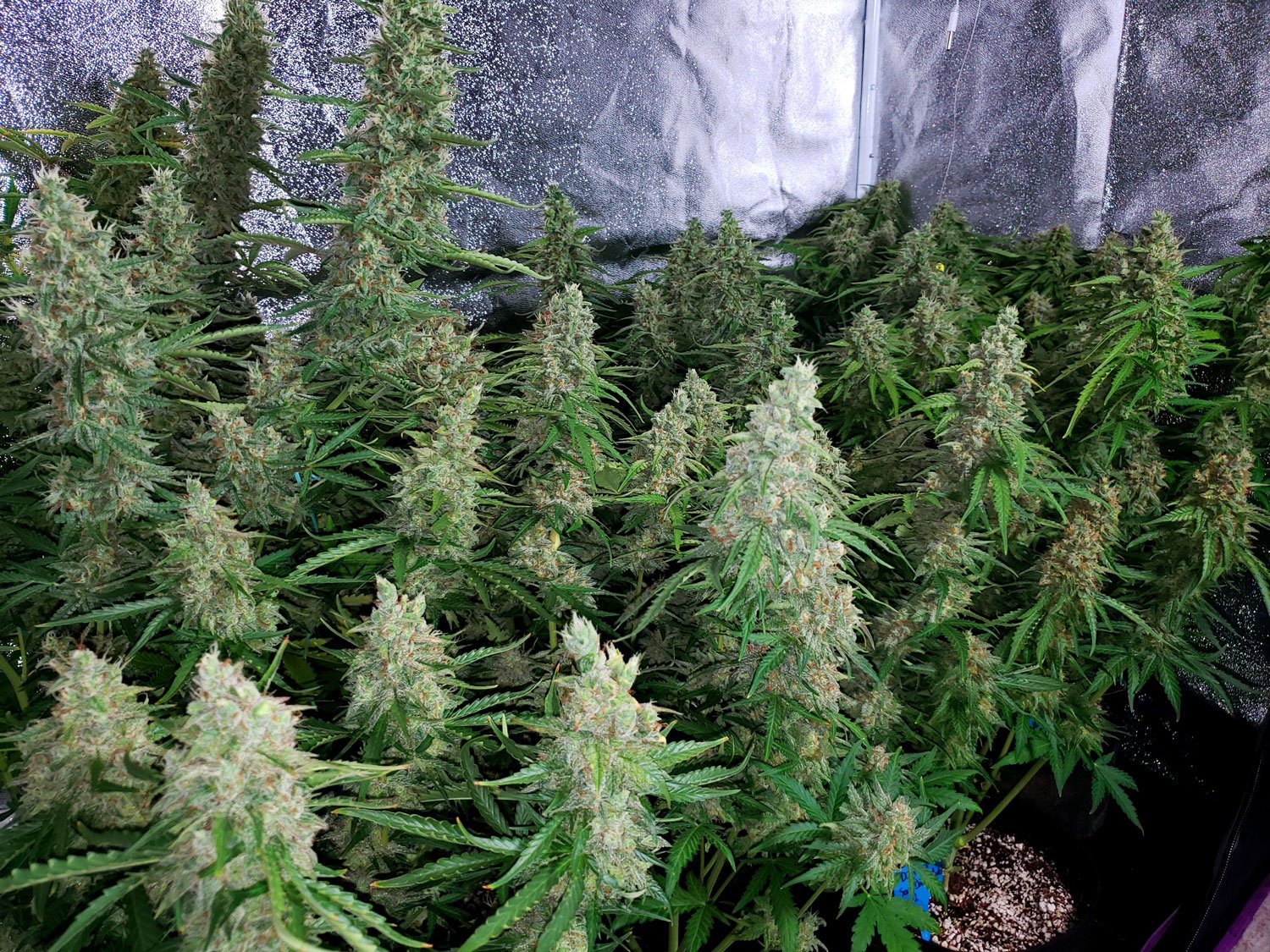 flowering-marijuana-plants-315-cmh-grow-light