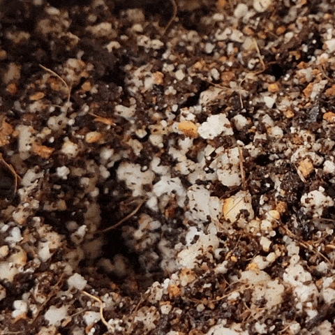 planting-a-cannabis-seed-for-germination-quick-animation