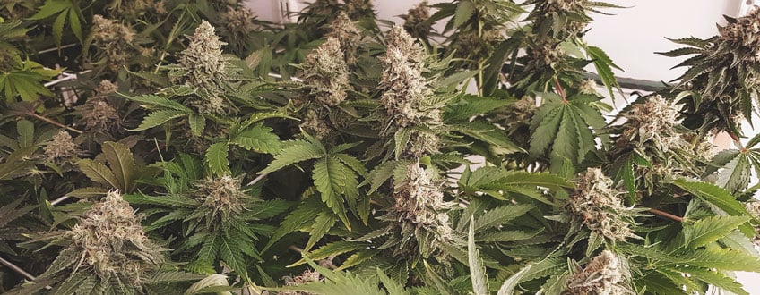 autoflower cannabis growing indoors in tent with huge colas