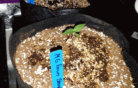 watering-a-cannabis-seedling-gif