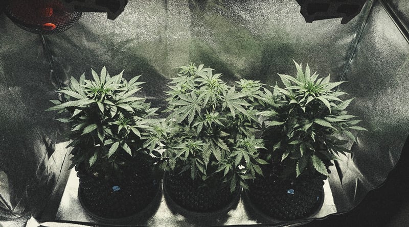 Autoflower Week By Week Pictures: Life Cycle Guide 12 Autoflower Life Cycle Week By Week Pictures Guide - Week 3