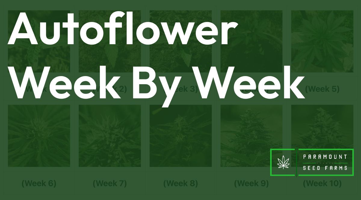 Autoflower Week By Week Pictures: Life Cycle Guide