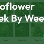 autoflower week by week with pictures