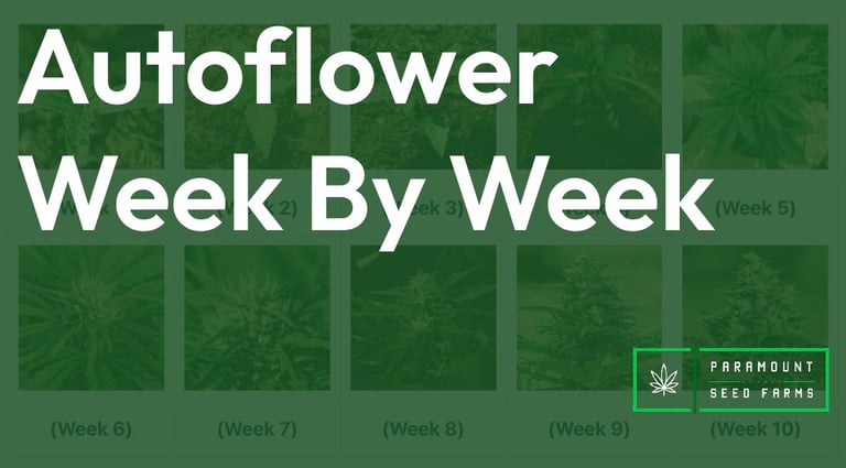 autoflower week by week with pictures