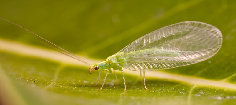 lacewing predator indoor cannabis insect